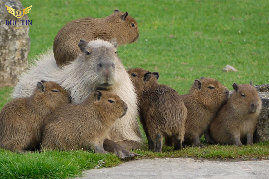 Capybara là loài chuột lang nước có kích thước vô cùng lớn và có thể nặng tới 60 kg